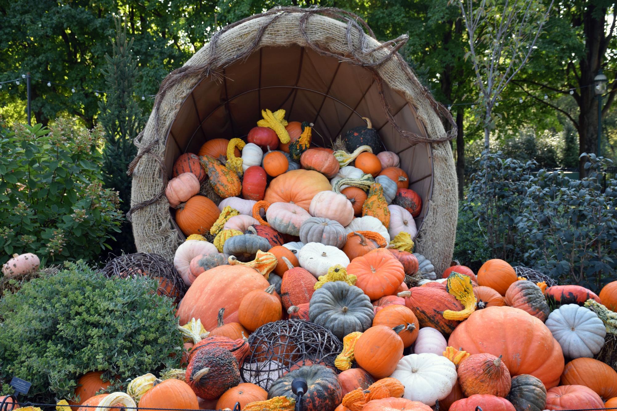 FALL EXHIBIT IN FRANKLIN PARK BOTANICAL GARDENS


One of many pumpkin themed arrangements displayed for “Harvest Blooms” at the Franklin Park Conservatory.