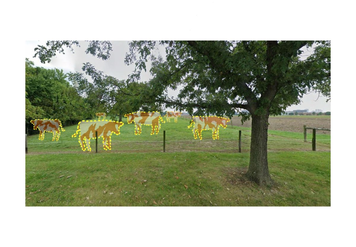 Where Have the Cows Moooved?