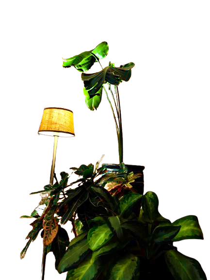 The Story of Understory